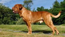 dogue de bordeaux