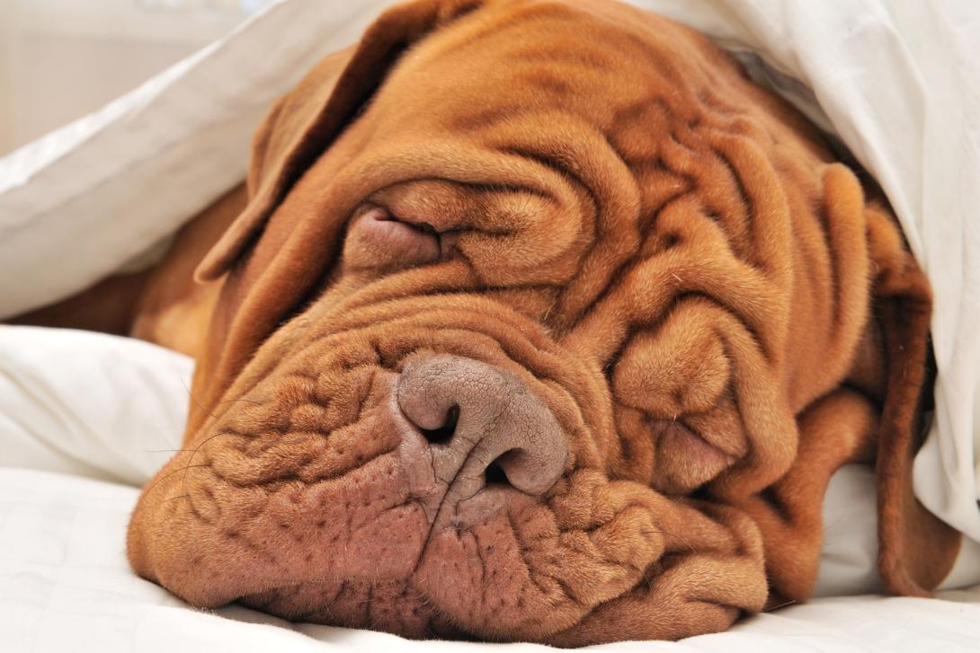 dogue de bordeaux qui dort