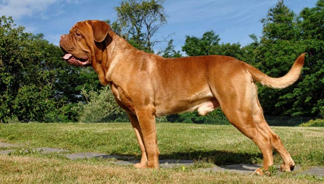 dogue de bordeaux