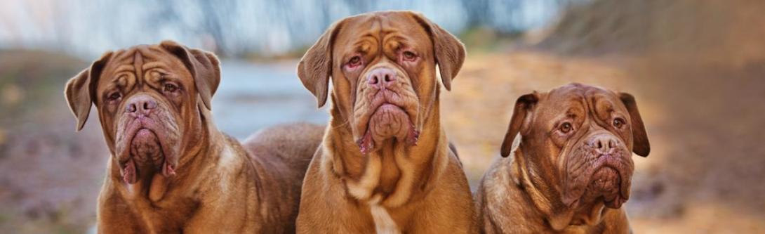 bannière dogue de bordeaux